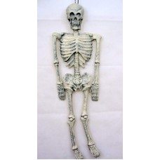 Skeleton 90cm Long Halloween