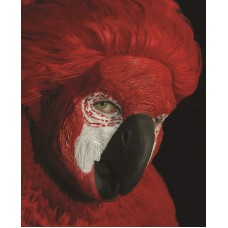 Mask Face of a Parrot