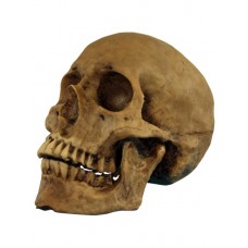 Skull Cranium Halloweene Resin